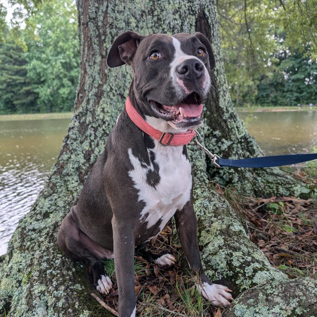 Eclipse 07-2461, an adoptable Pit Bull Terrier in Tyrone, GA, 30290 | Photo Image 2