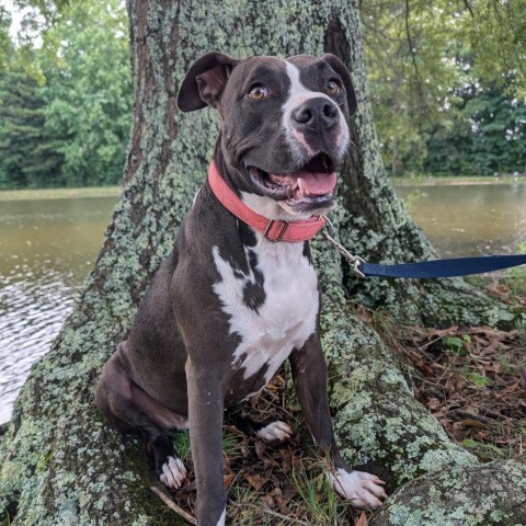 Eclipse 07-2461, an adoptable Pit Bull Terrier in Tyrone, GA, 30290 | Photo Image 3