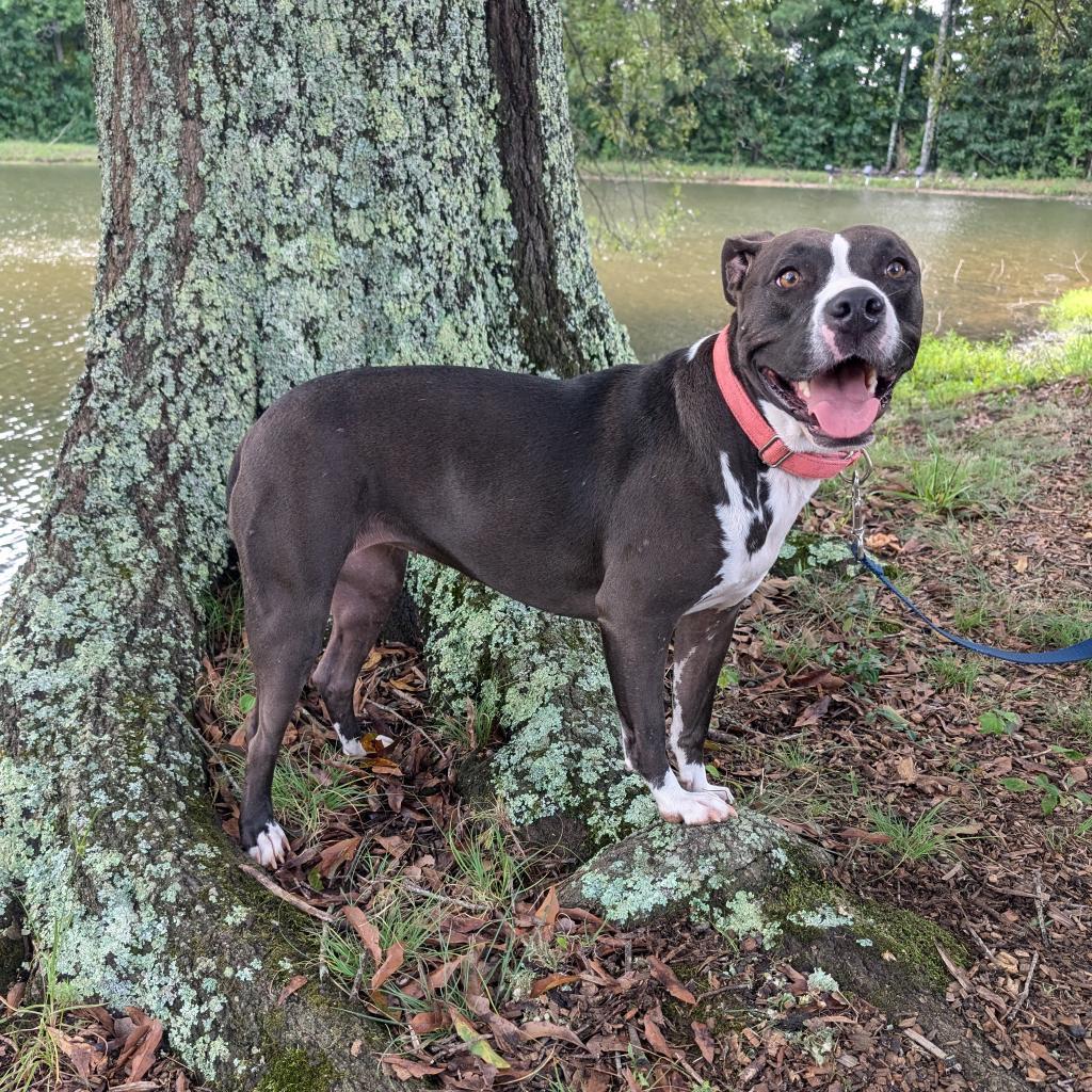 Eclipse 07-2461, an adoptable Pit Bull Terrier in Tyrone, GA, 30290 | Photo Image 3