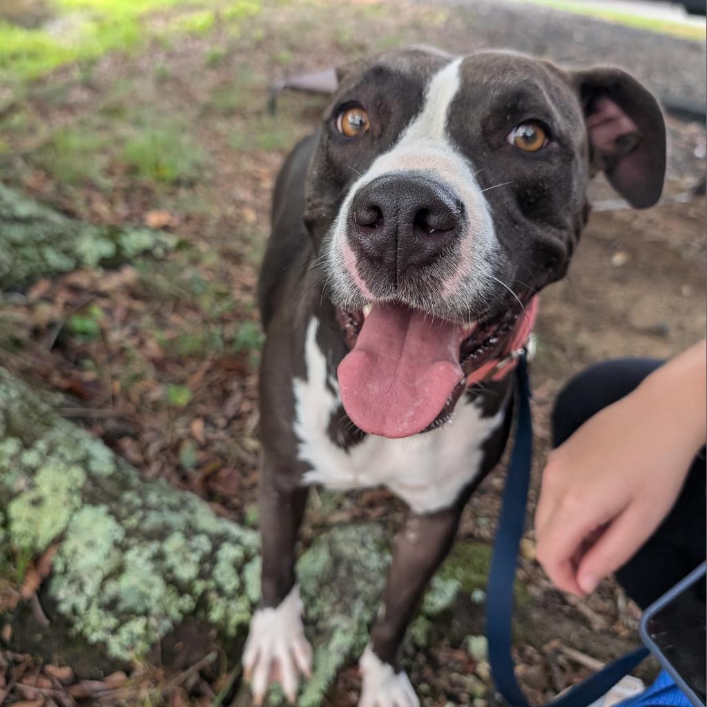 Eclipse 07-2461, an adoptable Pit Bull Terrier in Tyrone, GA, 30290 | Photo Image 4