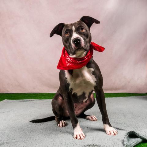 Eclipse 07-2461, an adoptable Pit Bull Terrier in Tyrone, GA, 30290 | Photo Image 5