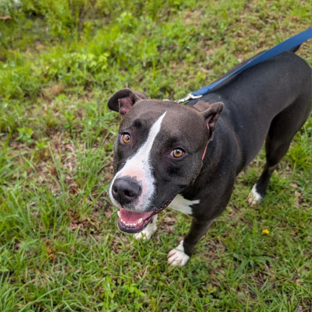 Eclipse 07-2461, an adoptable Pit Bull Terrier in Tyrone, GA, 30290 | Photo Image 5