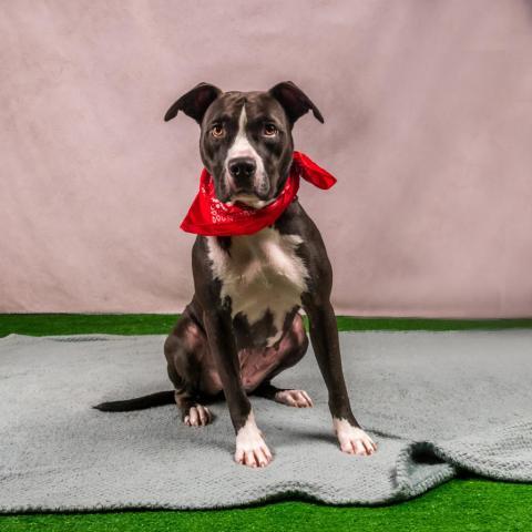 Eclipse 07-2461, an adoptable Pit Bull Terrier in Tyrone, GA, 30290 | Photo Image 6