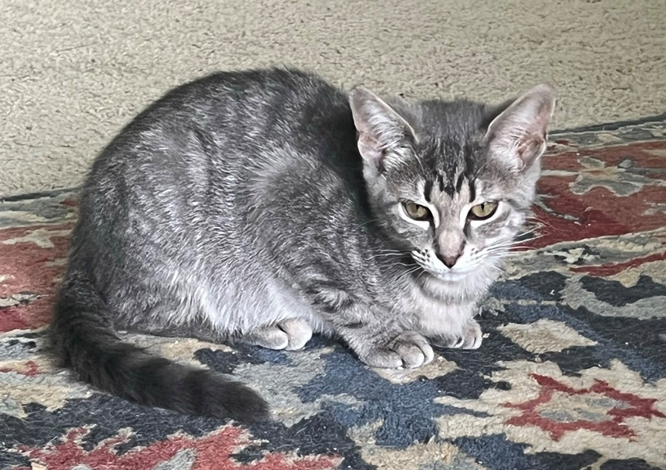 Pawla, an adoptable Domestic Short Hair in Southaven, MS, 38672 | Photo Image 1