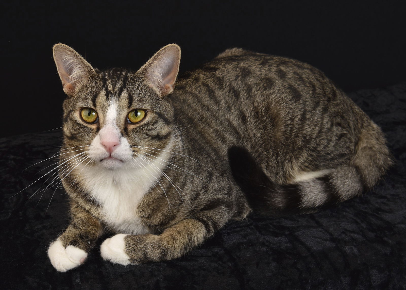 Lilo, an adoptable Domestic Short Hair in Roxboro, NC, 27573 | Photo Image 2