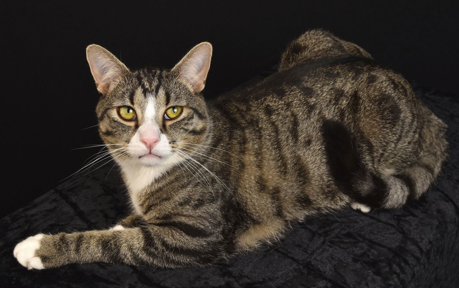 Lilo, an adoptable Domestic Short Hair in Roxboro, NC, 27573 | Photo Image 3