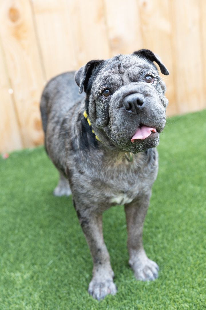 Cookie, an adoptable Shar-Pei Mix in Naperville, IL_image-2