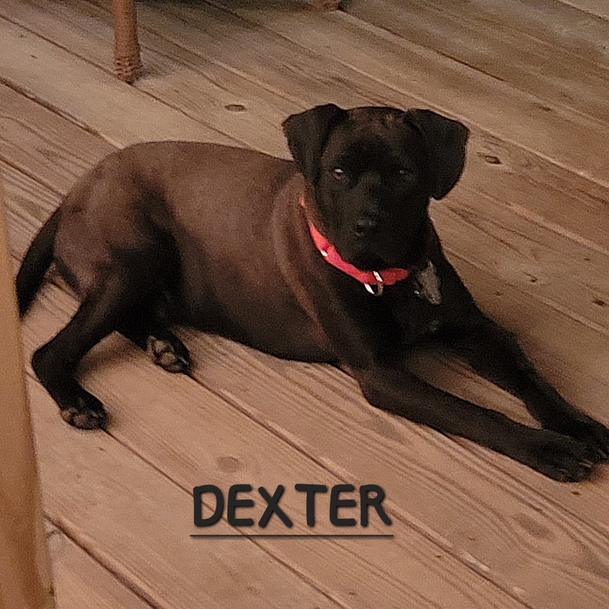 Dexter