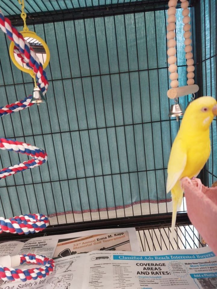 Lemon Pepper, an adopted Parakeet (Other) in Harrisburg, PA_image-2