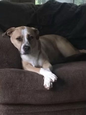 Arielle, an adoptable Hound, Terrier in Lutherville, MD, 21093 | Photo Image 1