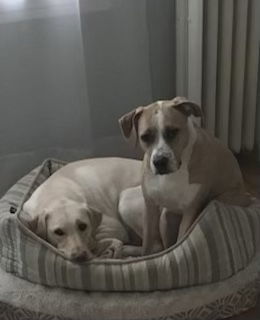 Arielle, an adoptable Hound, Terrier in Lutherville, MD, 21093 | Photo Image 2