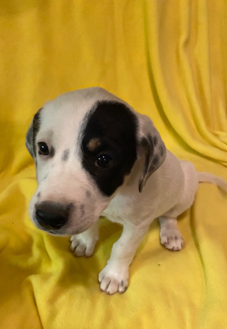 Fern aka Penny, an adoptable Australian Cattle Dog / Blue Heeler, Catahoula Leopard Dog in Huachuca City, AZ, 85616 | Photo Image 2