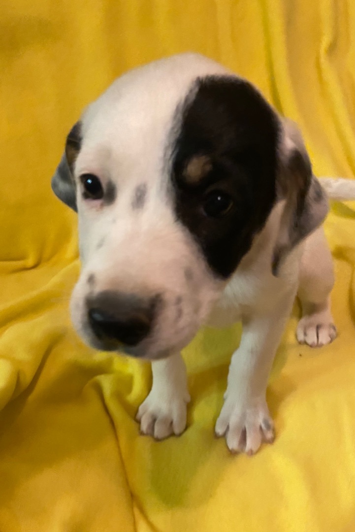 Fern aka Penny, an adoptable Australian Cattle Dog / Blue Heeler, Catahoula Leopard Dog in Huachuca City, AZ, 85616 | Photo Image 4