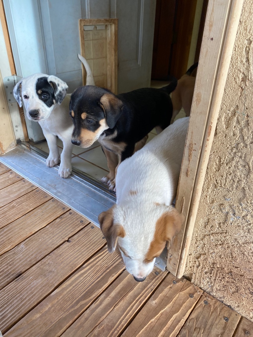 Fern aka Penny, an adoptable Australian Cattle Dog / Blue Heeler, Catahoula Leopard Dog in Huachuca City, AZ, 85616 | Photo Image 6