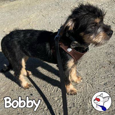Bobby, an adopted Terrier & Border Terrier Mix in Glendora, CA_image-3