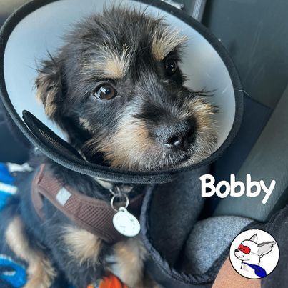 Bobby, an adoptable Terrier & Border Terrier Mix in Glendora, CA_image-5