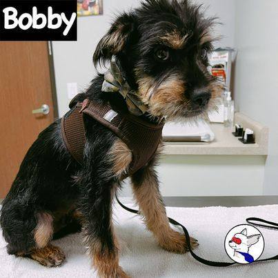Bobby, an adopted Terrier & Border Terrier Mix in Glendora, CA_image-6