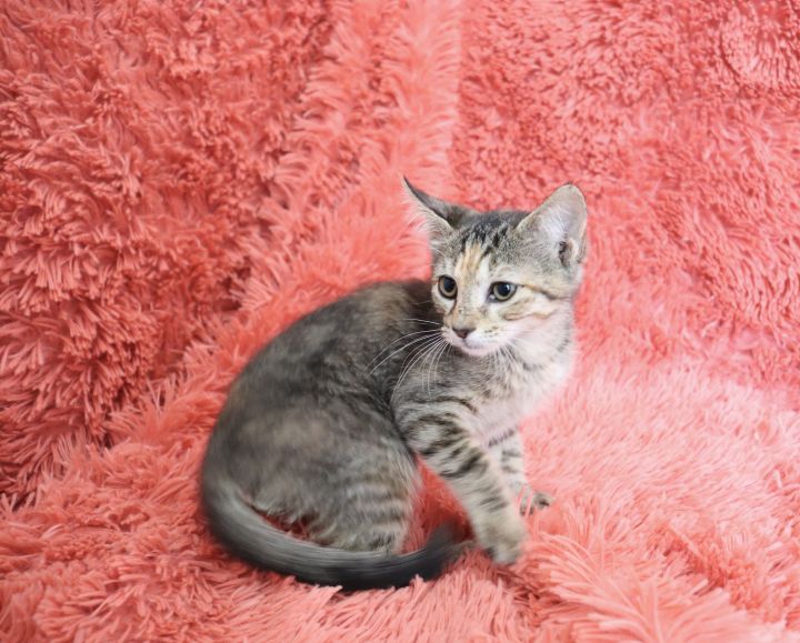 Adorable Andee, an adopted Domestic Short Hair & Tabby Mix in Saint Augustine, FL_image-2