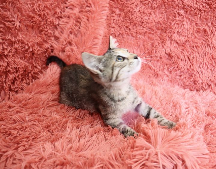 Adorable Andee, an adoptable Domestic Short Hair & Tabby Mix in Saint Augustine, FL_image-5