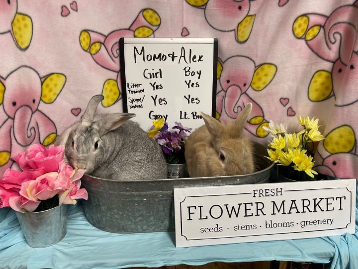 Momo and Alex, an adoptable Chinchilla in Columbia, SC_image-2