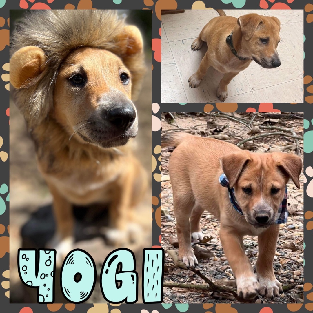 Yogi