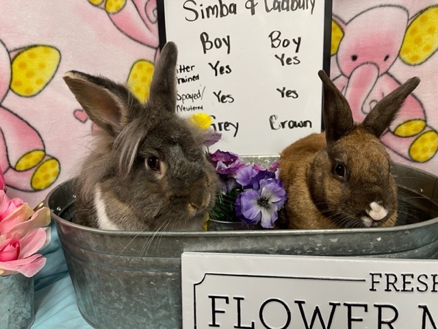 Simba and Cadbury, an adopted Lionhead in Columbia, SC_image-1