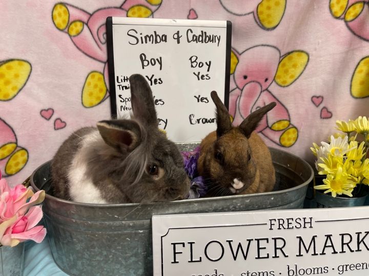 Simba and Cadbury, an adopted Lionhead in Columbia, SC_image-3