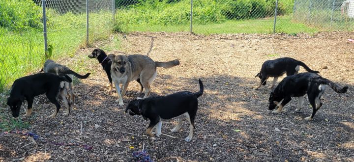 Molly's Puppies (6 females), an adopted German Shepherd Dog Mix in Bloomingdale, NJ_image-2
