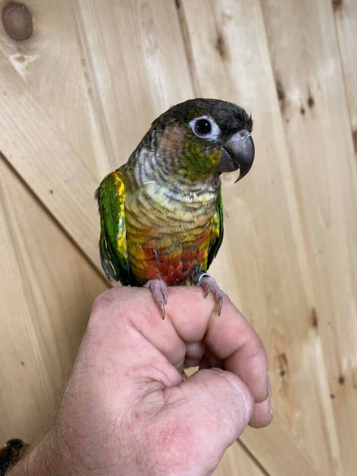 Green deals cheek conure