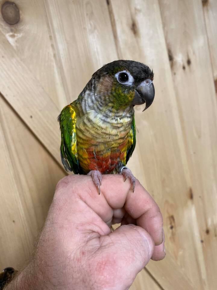 Lgr Green Cheek Conures And More detail page