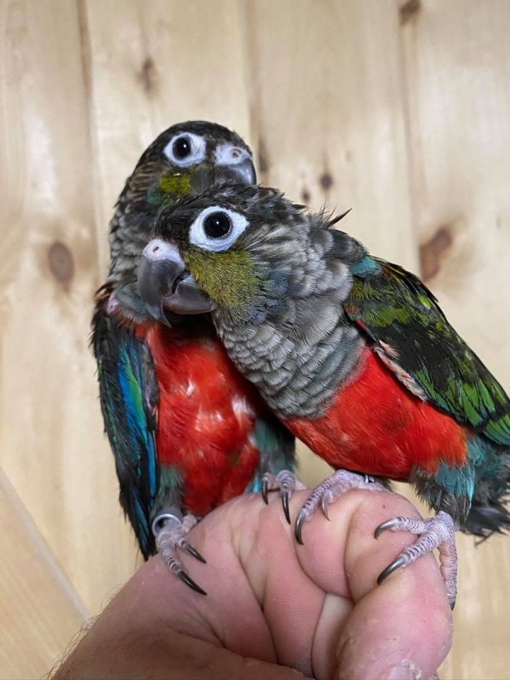 LGR Green Cheek Conures (and more!) 2