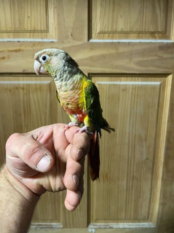 LGR Green Cheek Conures (and more!) 3