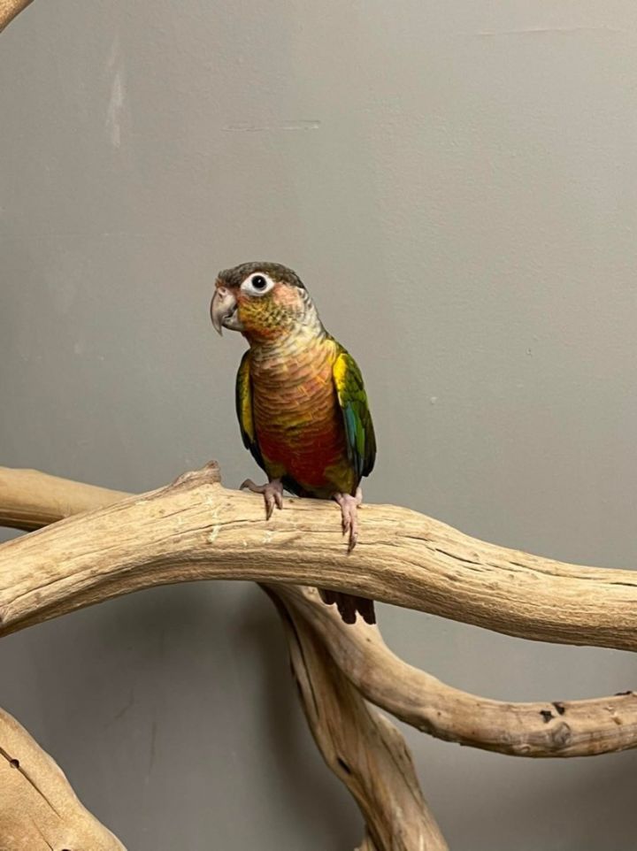 LGR Green Cheek Conures (and more!) 4