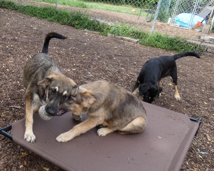 Stella, an adopted German Shepherd Dog Mix in Bloomingdale, NJ_image-2