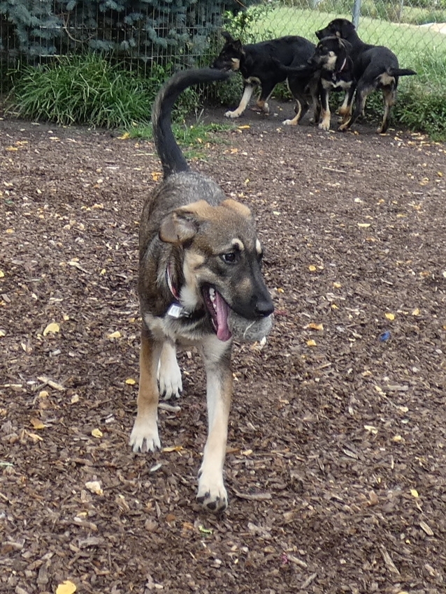 Stella, an adopted German Shepherd Dog Mix in Bloomingdale, NJ_image-3