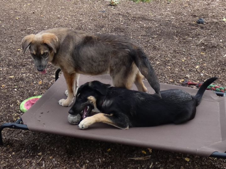 Stella, an adopted German Shepherd Dog Mix in Bloomingdale, NJ_image-5