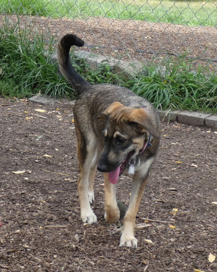 Stella, an adopted German Shepherd Dog Mix in Bloomingdale, NJ_image-6