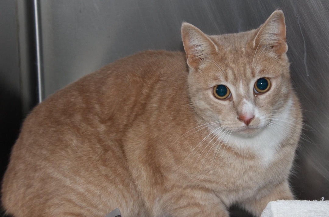 Willie, an adoptable Domestic Short Hair in Stuart, VA, 24171 | Photo Image 1