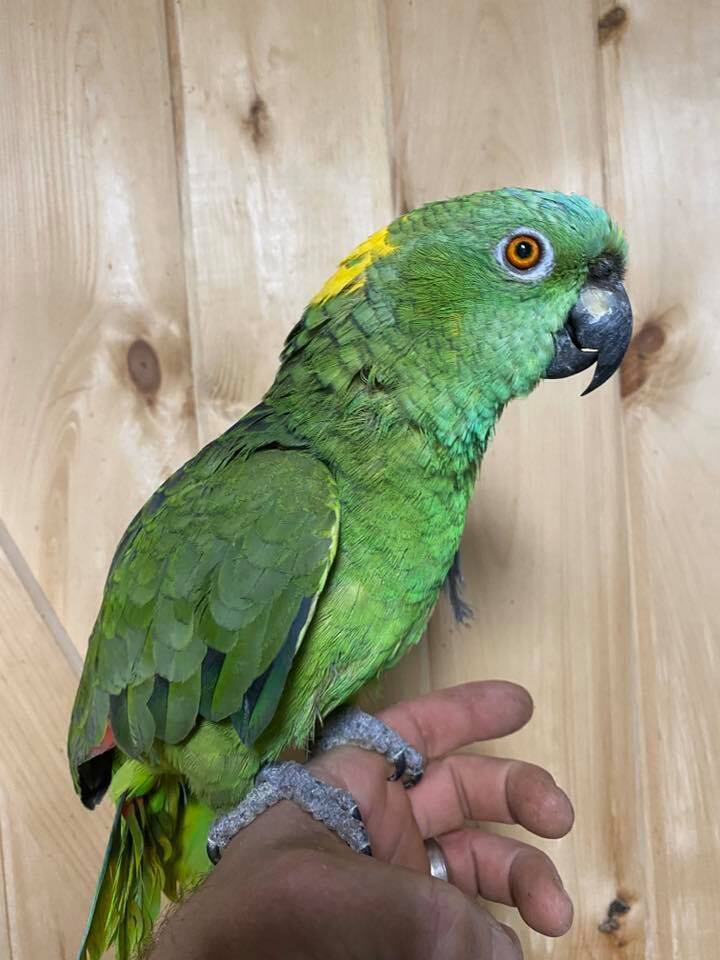 Amazon parrot outlet for sale