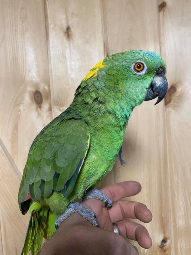 Amazon 2024 parrot price