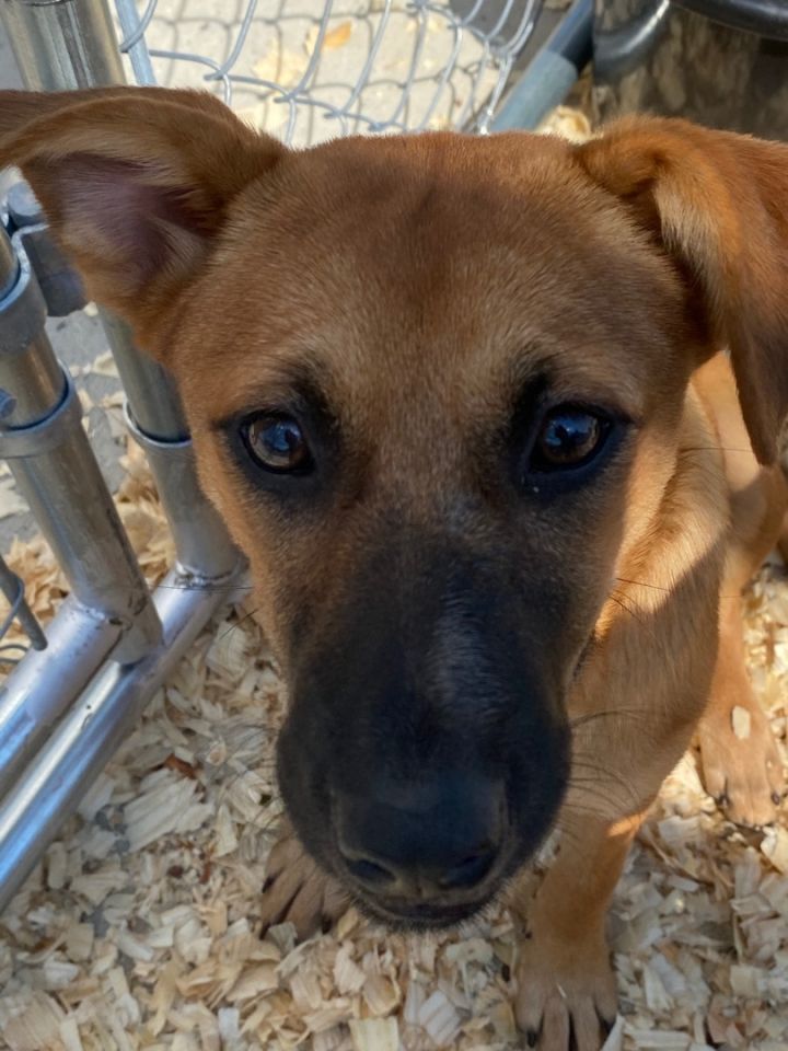 Starla, an adoptable German Shepherd Dog & Boxer Mix in Woodbury, CT_image-2