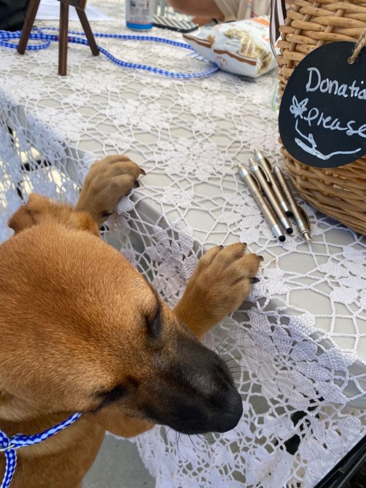 Starla, an adoptable German Shepherd Dog & Boxer Mix in Woodbury, CT_image-5
