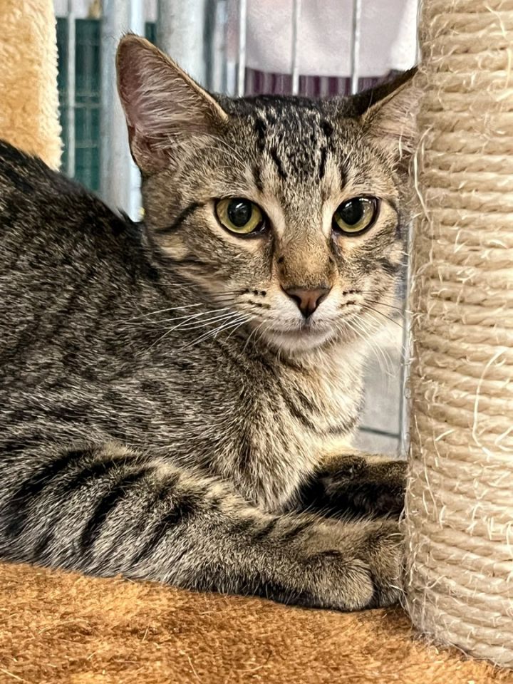 Rocky, an adoptable Domestic Short Hair & Tabby Mix in Marble Falls, TX_image-1