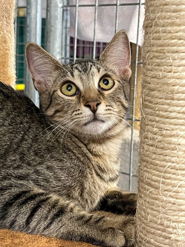 Rocky, an adoptable Domestic Short Hair & Tabby Mix in Marble Falls, TX_image-2