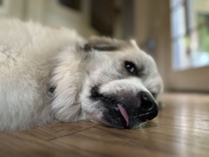 Hey There Delilah DFW, an adoptable Anatolian Shepherd & Great Pyrenees Mix in Farmers Branch, TX_image-1