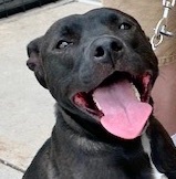 Zoey, an adoptable Labrador Retriever in San Luis, CO, 81152 | Photo Image 3