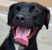 Milo, an adoptable Labrador Retriever in San Luis, CO, 81152 | Photo Image 1
