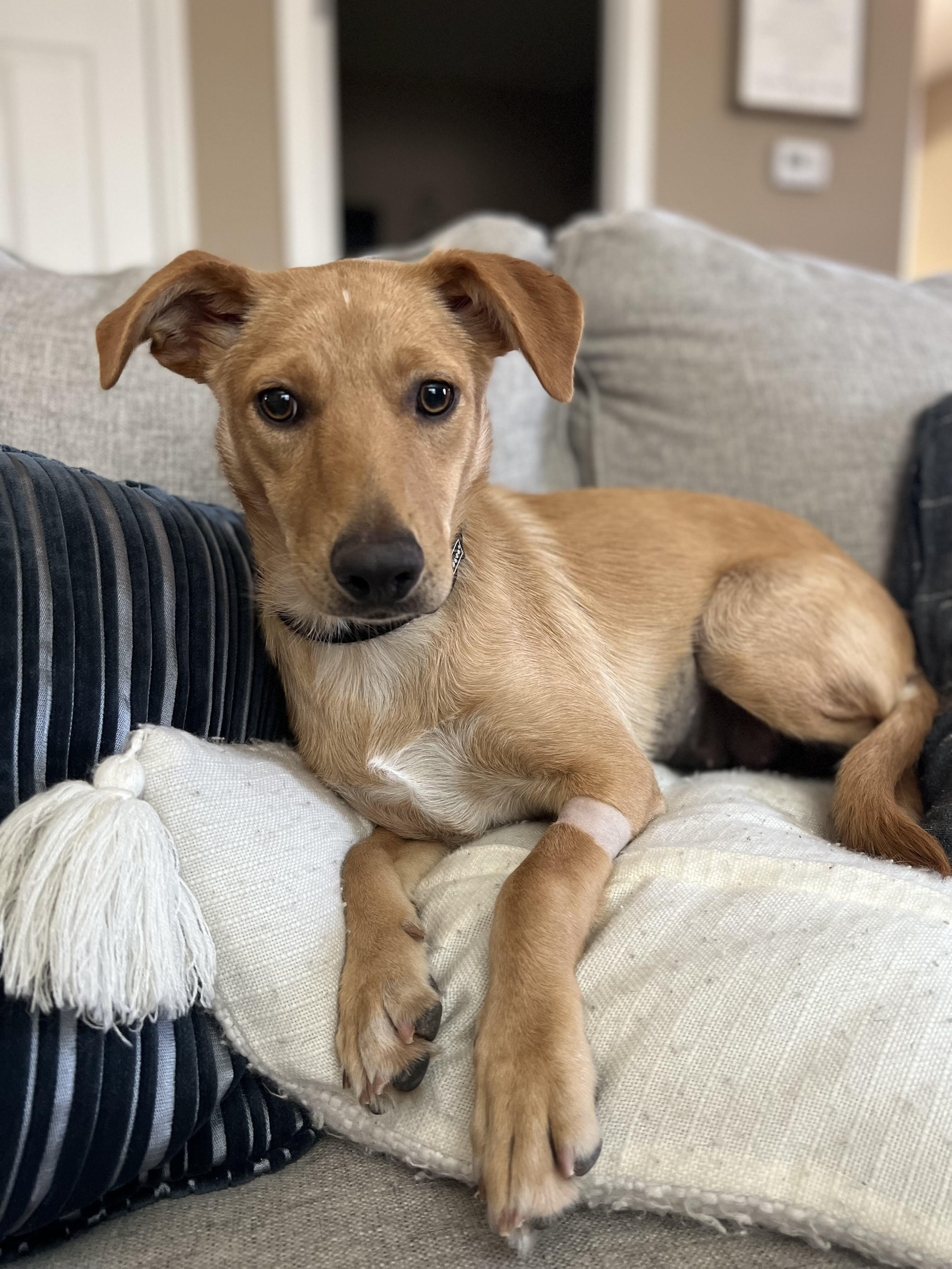 Dog for adoption Mia 2, a Mixed Breed in Las Vegas, NV Petfinder