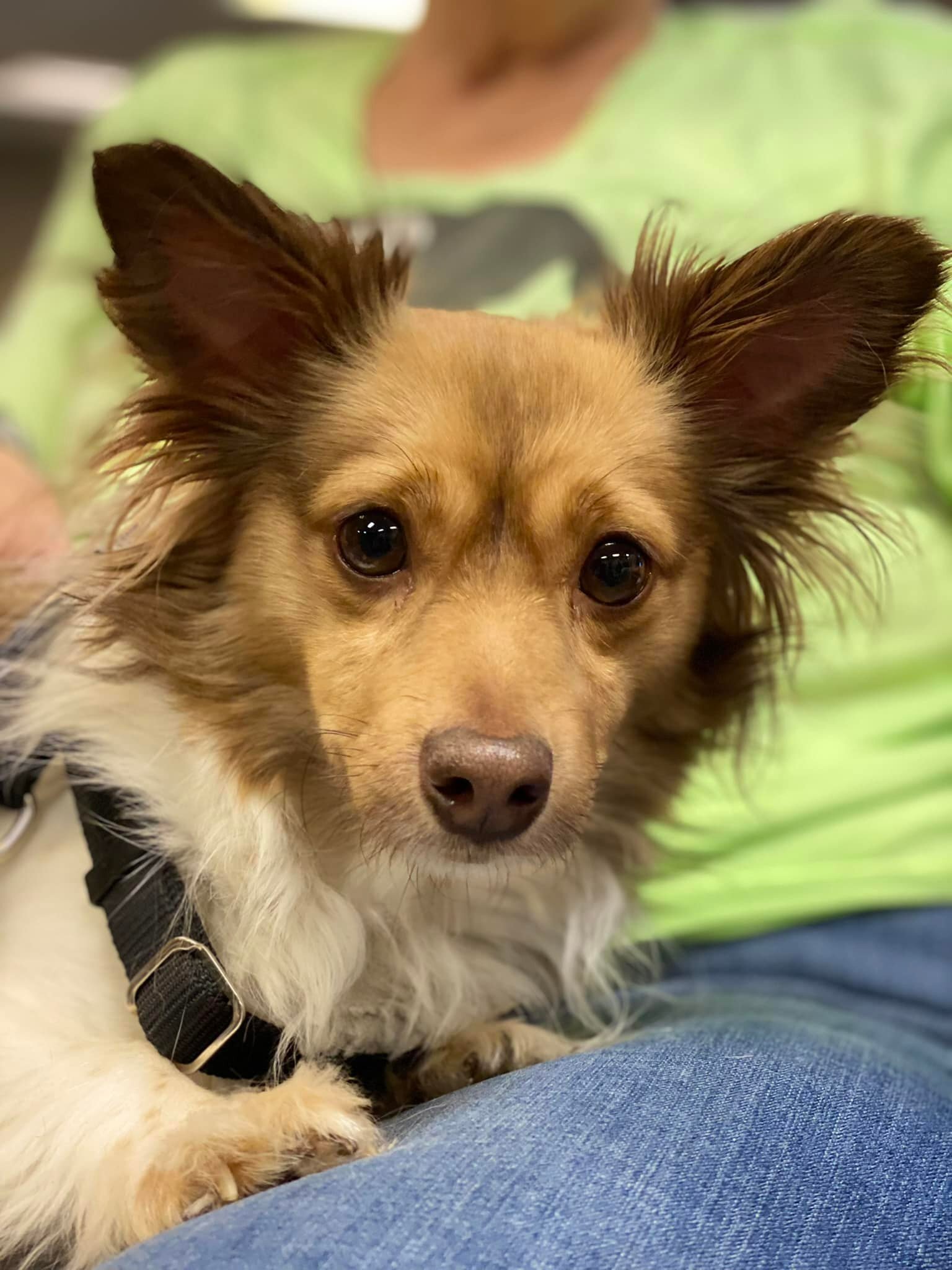 Bailey, an adoptable Mixed Breed in West Richland, WA, 99353 | Photo Image 1