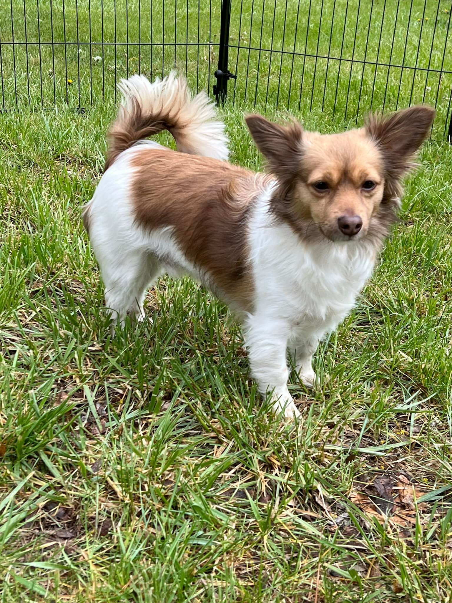 Bailey, an adoptable Mixed Breed in West Richland, WA, 99353 | Photo Image 2